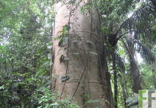 Metetí I, Juni 2015