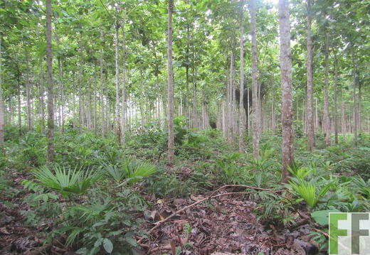 Metetí I, Juni 2015