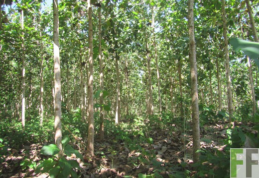 Finca Sansoncito 2016