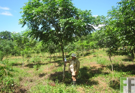 Finca Sansoncito 2016