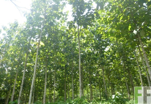 Finca Metetí II 2015