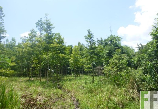 Finca Metetí II 2015