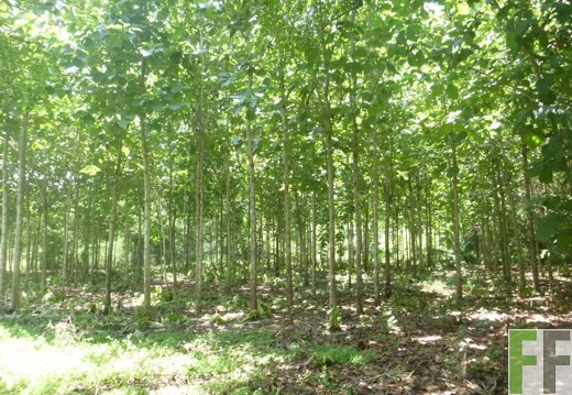 Finca Metetí II 2015