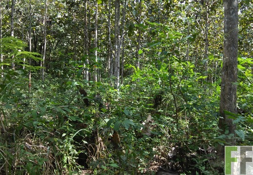 Finca Metetí II 2015