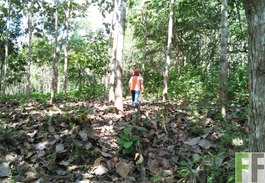 Finca Metetí II 2015