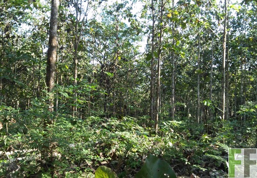 Finca Metetí II 2015