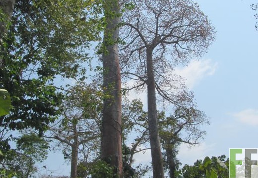 Finca El Javillo 2015