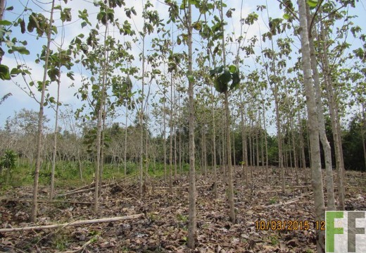 Finca El Javillo 2015