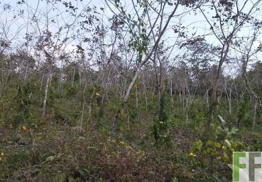 Finca El Javillo 2015