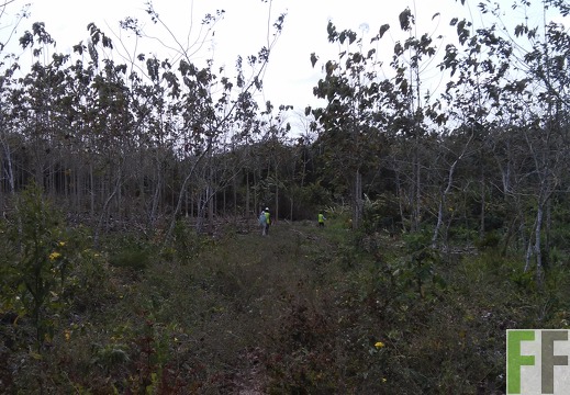 Finca El Javillo 2015