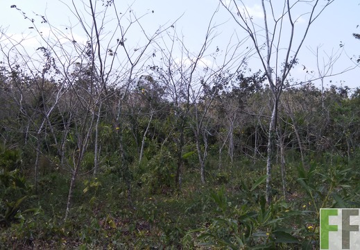 Finca El Javillo 2015