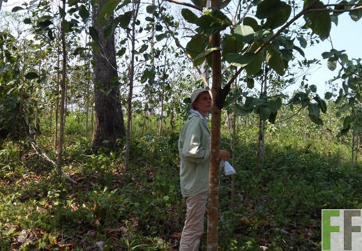 Finca El Javillo 2015