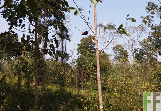 Finca El Javillo 2015