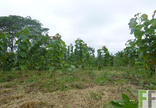 Finca Porto Chao I 2014