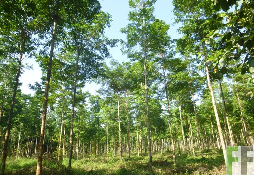 Finca Playa Chuzo 2014