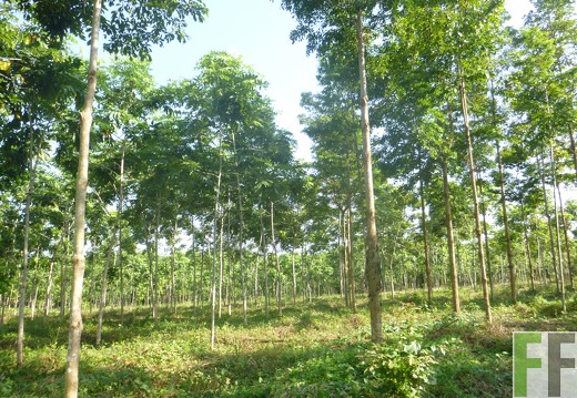 Finca Playa Chuzo 2014