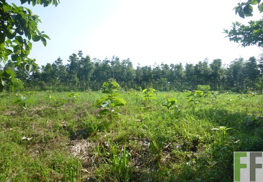 Finca Playa Chuzo 2014