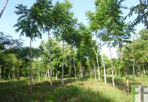 Finca Playa Chuzo 2014