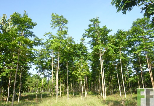 Finca Playa Chuzo 2014