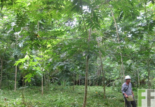 Finca Cleopatra 2 2014