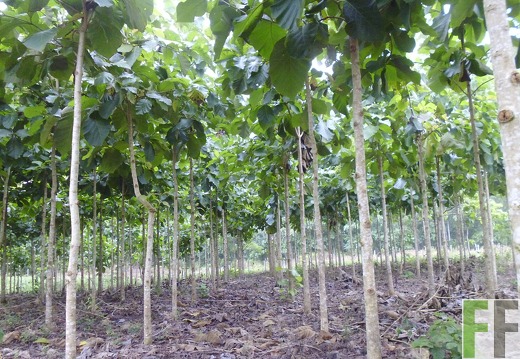 Finca La Relojera III 2014