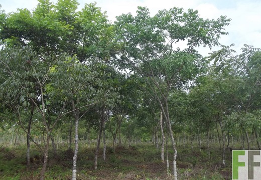 Finca La Relojera I, II 2014