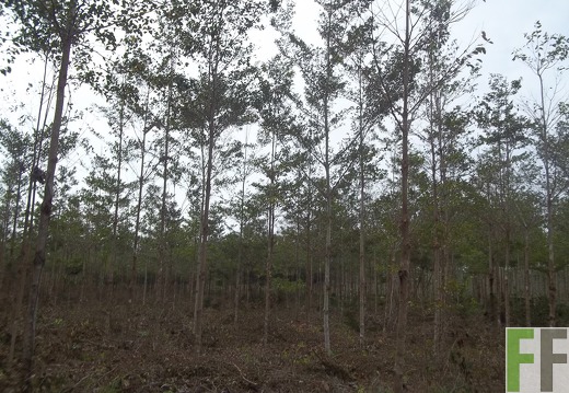 Finca La Relojera I, II 2014