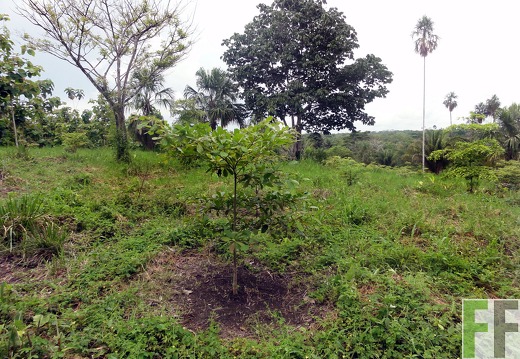 Finca Cleopatra I 2012