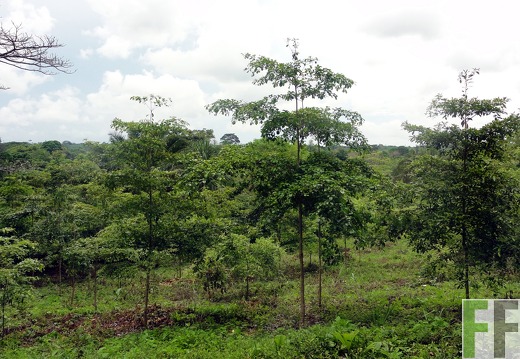 Finca Cleopatra I 2012