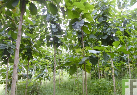 Finca Sansoncito 2014