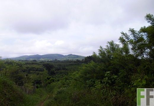 Finca Sansoncito 2014