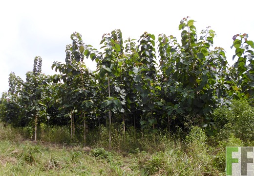 Finca Porto Chao II 2014