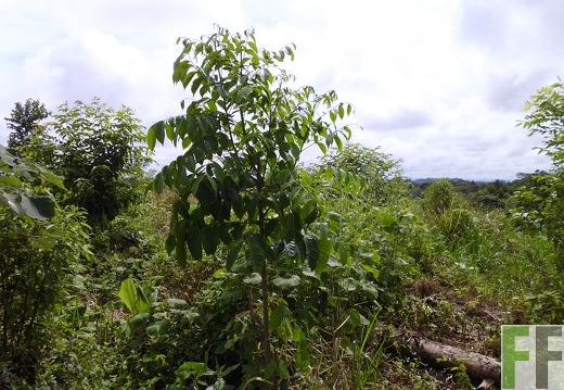 Finca Porto Chao II 2014