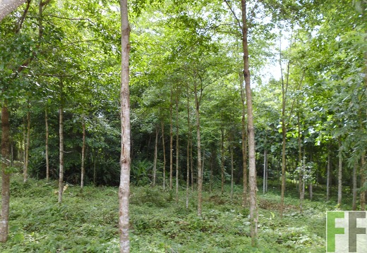 Finca Ojo de Agua III 2014