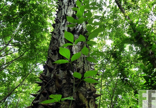 Finca Santa Cruz I 2014