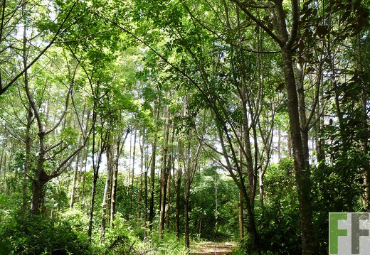 Finca Santa Cruz I 2014