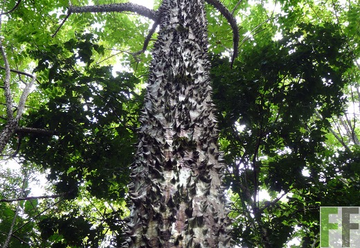 Finca La Luna II 2014