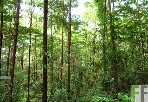 Finca La Luna II 2014