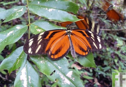Finca La Luna II 2014