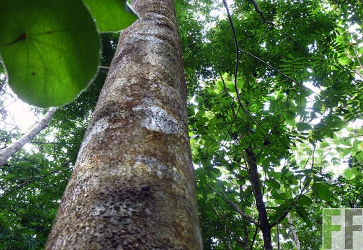 Finca La Luna II 2014