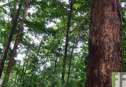 Finca La Luna II 2014