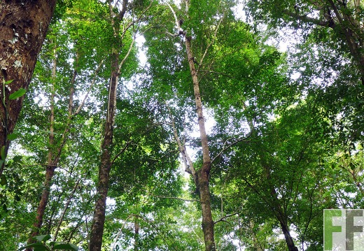 Finca La Luna II 2014