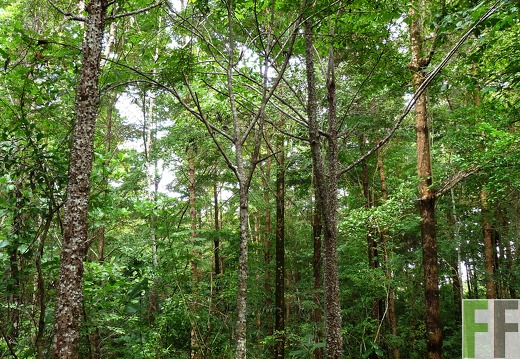 Finca La Luna II 2014