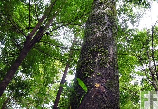 Finca La Luna II 2014