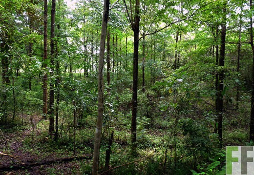 Finca La Luna II 2014