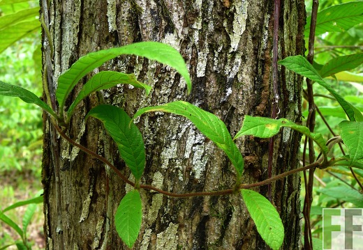 Finca El Espejo 2014