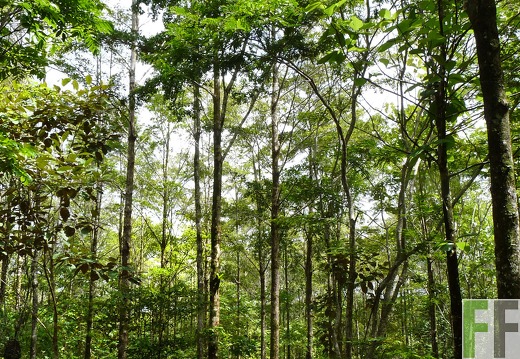 Finca El Espejo 2014