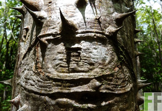 Finca El Espejo 2014