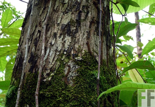 Finca El Espejo 2014