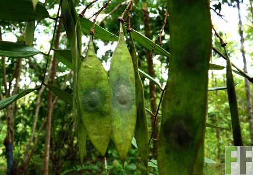 Finca El Espejo 2014